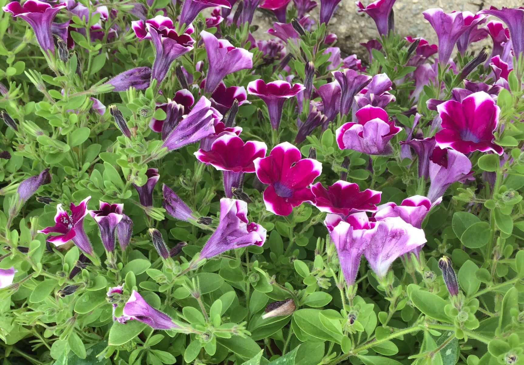 Petunias